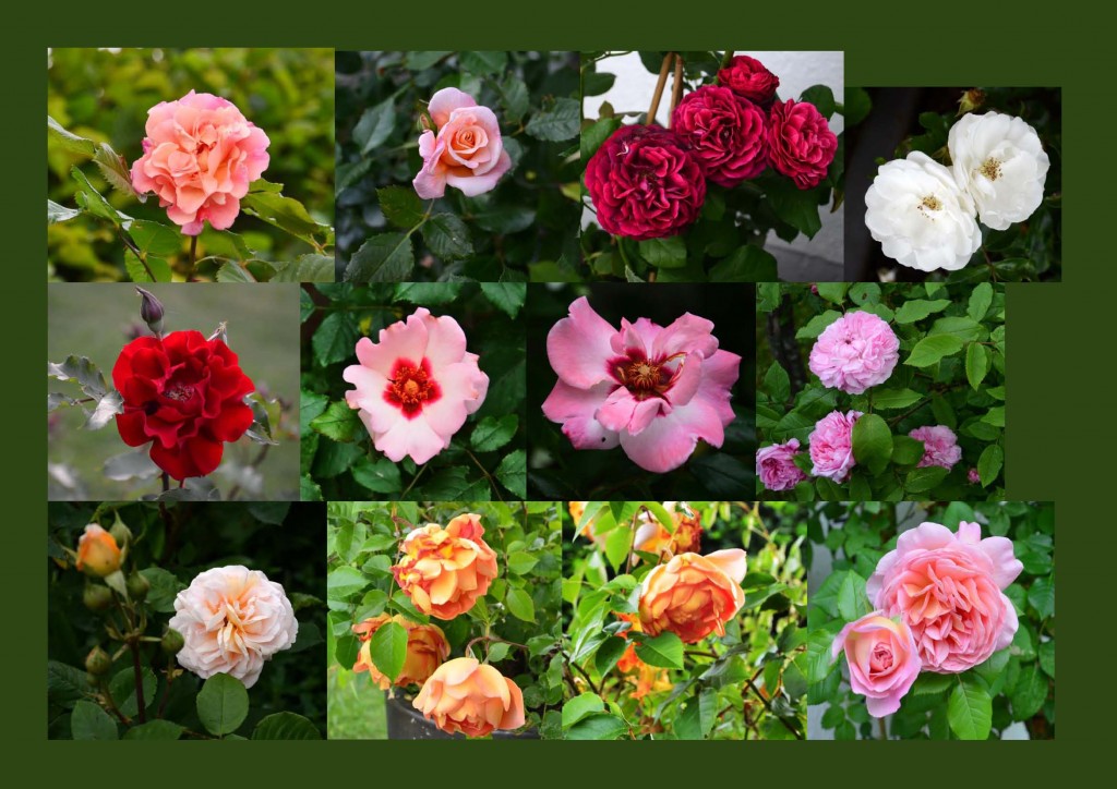Rosen in meinem Garten_Seite_1