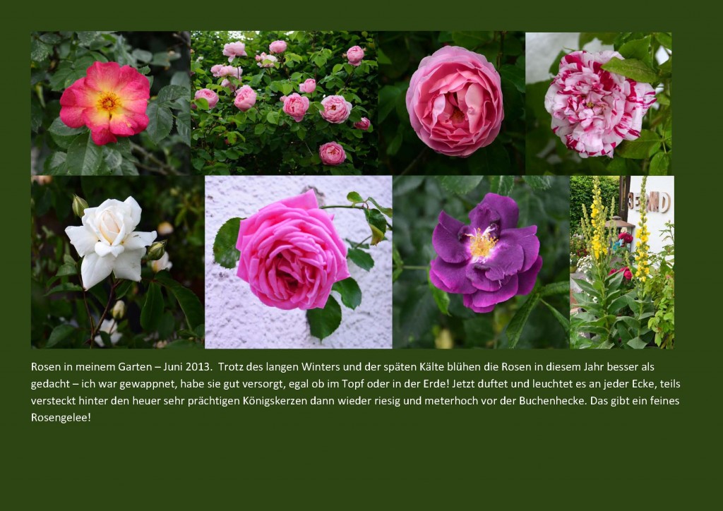 Rosen in meinem Garten_Seite_2