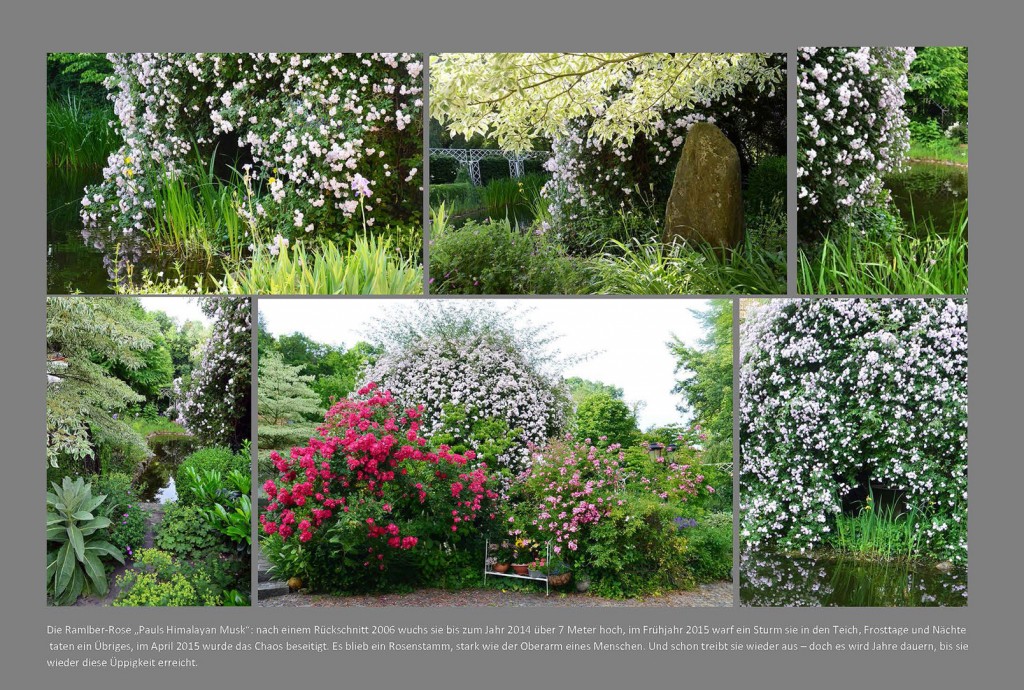 Pauls Himalayan Musk